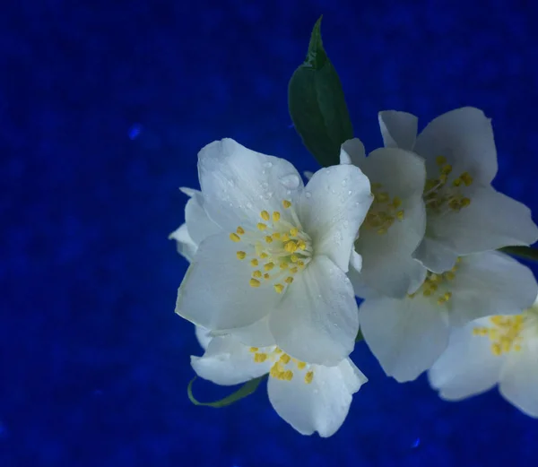 Fleurs Jasmin Blanc Sur Fond Bleu Photo Haute Qualité — Photo