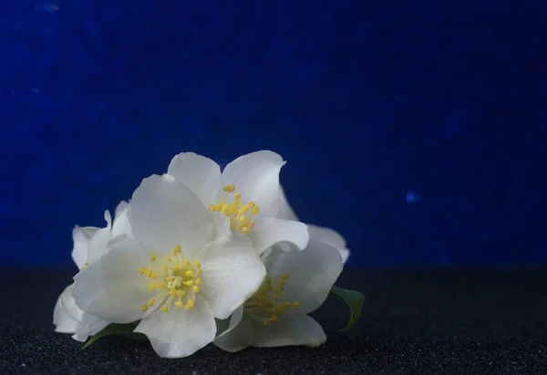 Flores Jazmín Blanco Sobre Fondo Azul Foto Alta Calidad —  Fotos de Stock