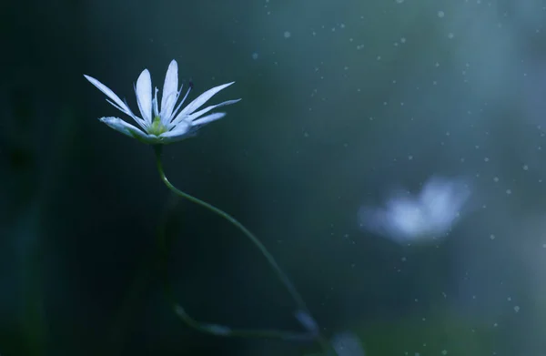 Weiße Blume Blühte Der Nacht Beleuchtet Von Einem Magischen Licht — Stockfoto