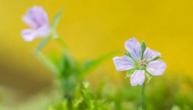 Sarı arka planda narin leylak çiçekleri. Yüksek kalite fotoğraf