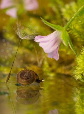 Leylak çiçeğiyle karahindiba kabuğu arasına çömelmiş bir salyangoz. Yüksek kalite fotoğraf