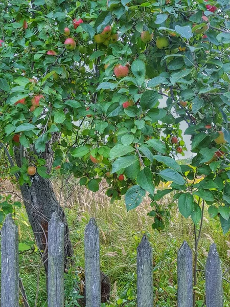 Jesienią. Jabłoń z czerwonymi jabłkami stoi za drewnianym płotem — Zdjęcie stockowe