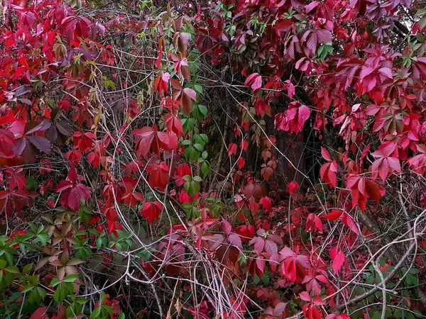 Des feuilles rouges de raisins sauvages poussent le long de la clôture — Photo