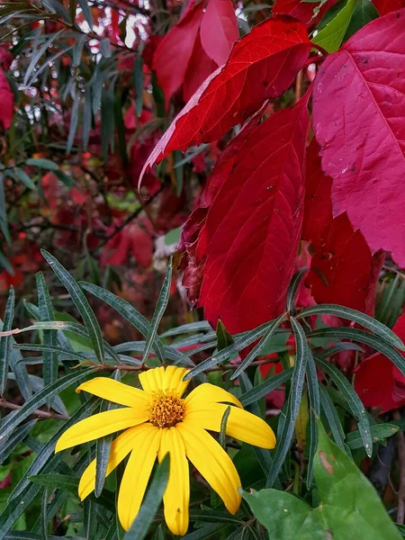 Fleur jaune sur fond de feuilles rouges de raisins sauvages — Photo