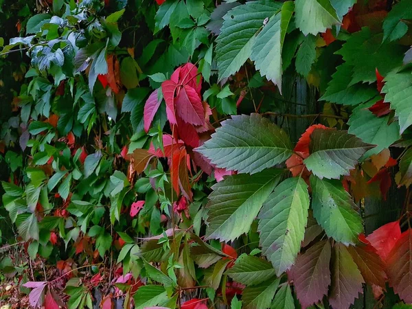 울타리에는 형형색색의 야생 포도 잎이 피어 있다 — 스톡 사진