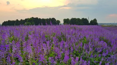 Batan güneşe karşı mor lupin tarlası. Yüksek kalite fotoğraf