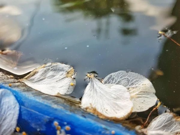 Los Pétalos Cereza Han Caído Superficie Del Agua Están Flotando —  Fotos de Stock