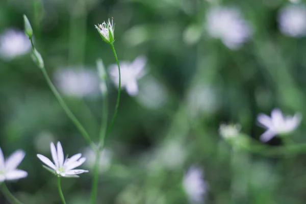 White flowers in a meadow. Art photography. — Stock Photo, Image