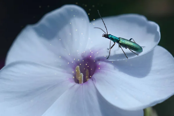 Un escarabajo verde se sienta en una flor de hada —  Fotos de Stock