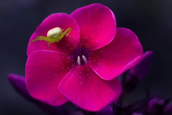 Een groene spin zit op een felroze bloem — Stockfoto