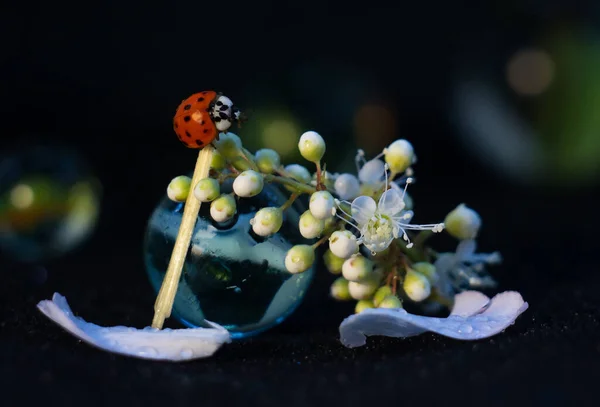 Une coccinelle est assise sur une fleur. À côté il y a une boule de verre — Photo