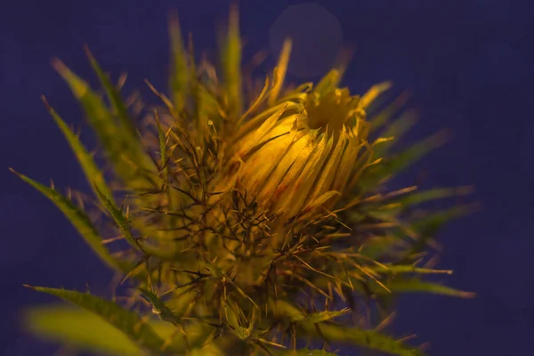 Fleur d'épine gros plan sur fond bleu — Photo