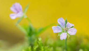 Sarı arka planda narin leylak çiçekleri