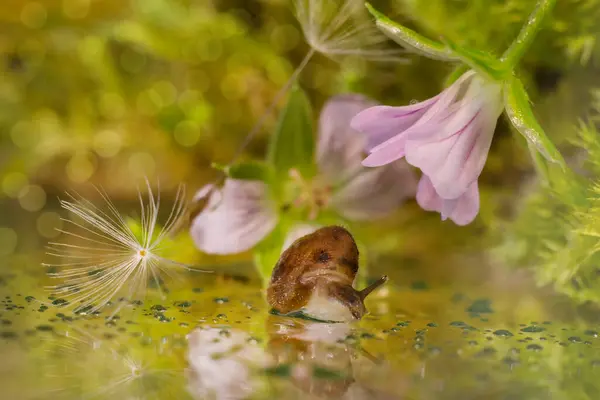 Un escargot rampant le long de l'herbe verte. Une fleur de lilas et des peluches de pissenlit ont été laissées en arrière-plan. — Photo