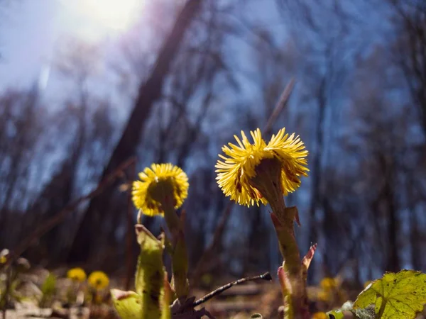 Жовті материнські квіти на тлі блакитного весняного неба — стокове фото