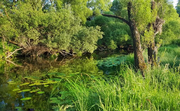 Summer landscape. Leaves of water lilies on the river.