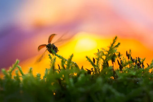 A ladybug takes off against the background of the sunset. Blurred background. — Stock Photo, Image