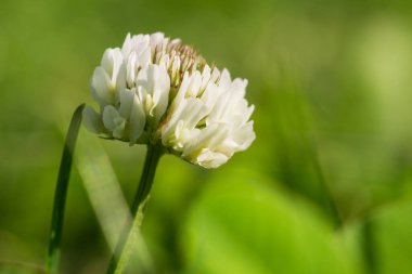 Yeşil arka planda güzel beyaz yonca çiçeği