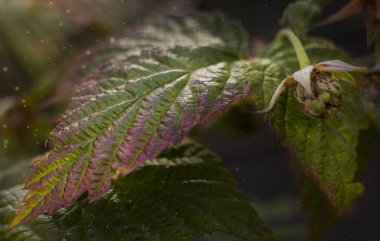 Büyük ahududu yaprakları ve yeşil ahududu.