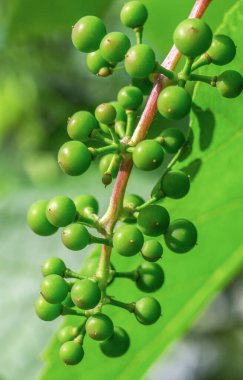 Yeşil üzüm tohumu hala genç.