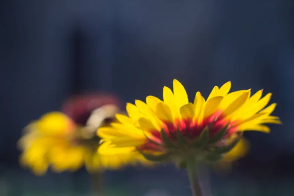 Flower with bright yellow petals on a dark blue background — Stock Photo, Image