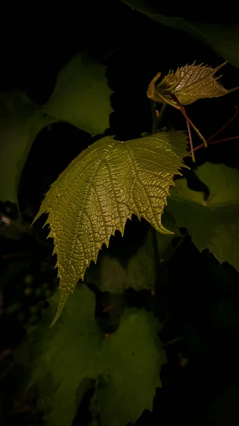 Green leaf of grapes close up. — Stock Photo, Image