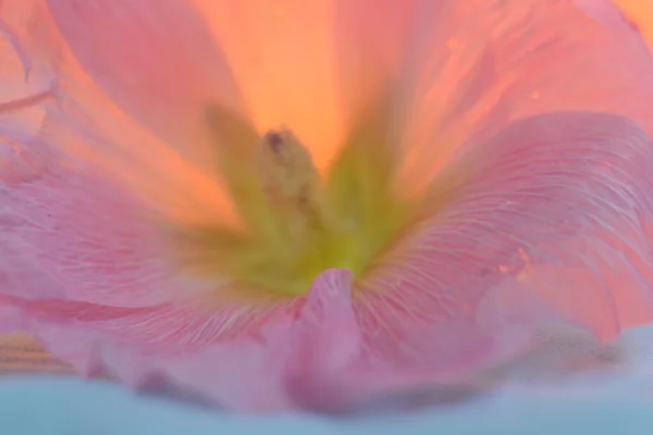 Gros Plan Sur Les Pétales Fleurs Roses Vous Pouvez Utiliser — Photo