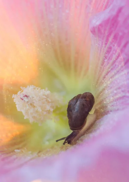 Caracol Arrastra Sobre Pétalo Una Flor Rosa Foto Alta Calidad —  Fotos de Stock