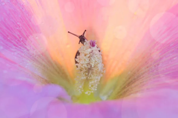 Caracol Esconde Los Pétalos Una Flor Rosa Foto Alta Calidad —  Fotos de Stock