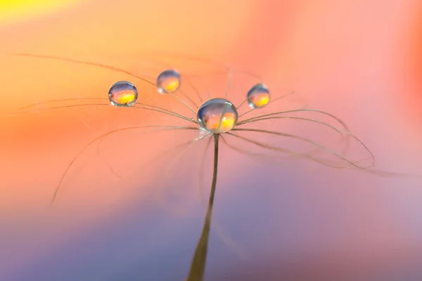 Plumes Pissenlit Gouttes Eau Sur Fond Coucher Soleil Photo Haute — Photo