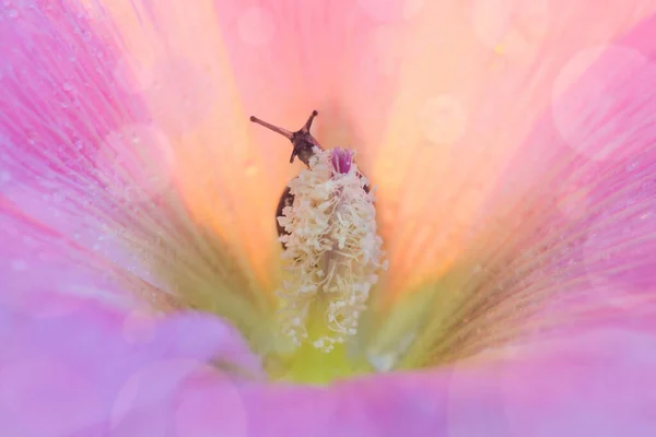 El caracol se esconde en los pétalos de una flor rosa. —  Fotos de Stock