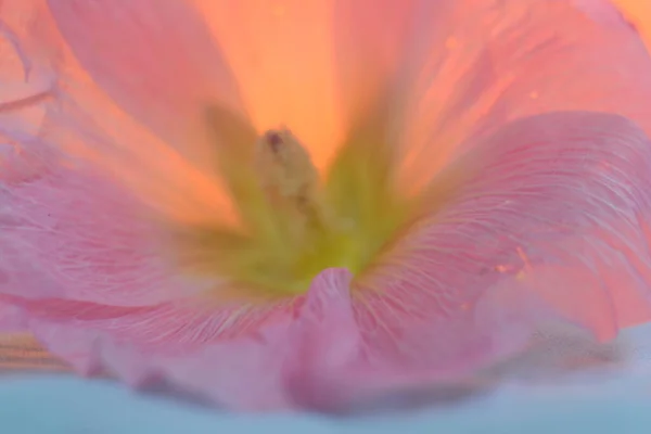 Gros plan sur les pétales de fleurs roses. Vous pouvez utiliser une texture ou un arrière-plan différent. — Photo