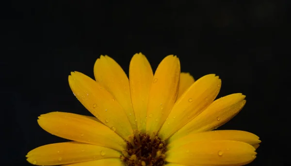 Flor amarilla sobre un fondo negro. — Foto de Stock