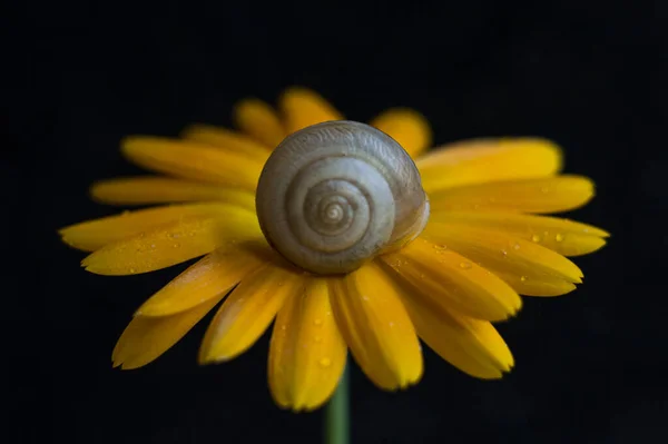 Caracol Sienta Sobre Una Flor Amarilla Fondo Negro Foto Alta —  Fotos de Stock