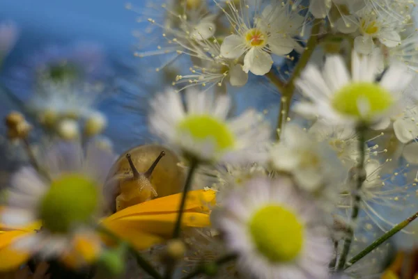 Bouquet Flowers Snail Sits Yellow Flower High Quality Photo — Stock Photo, Image