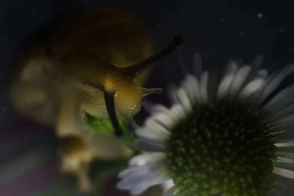 Caracol Cerca Sentado Una Flor Ramo Foto Alta Calidad —  Fotos de Stock