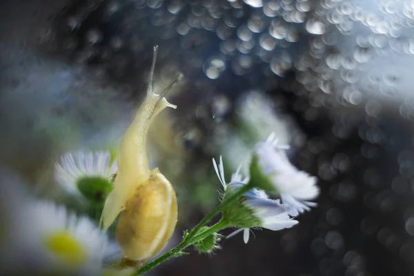 Escargot Est Assis Sur Une Fleur Regarde Par Fenêtre Photo — Photo