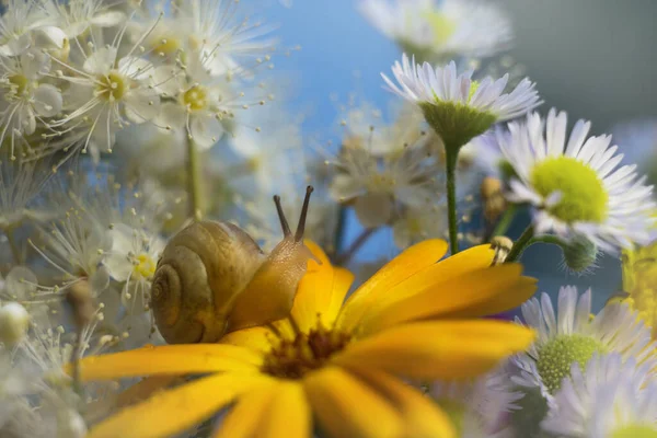 Bouquet Flowers Snail Sits Yellow Flower High Quality Photo — Stock Photo, Image