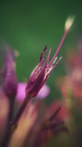 Naturaleza otoñal. Capullo de flores moribundo. — Foto de Stock