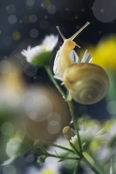 The snail sits on a flower and looks out the window — Stock Photo, Image