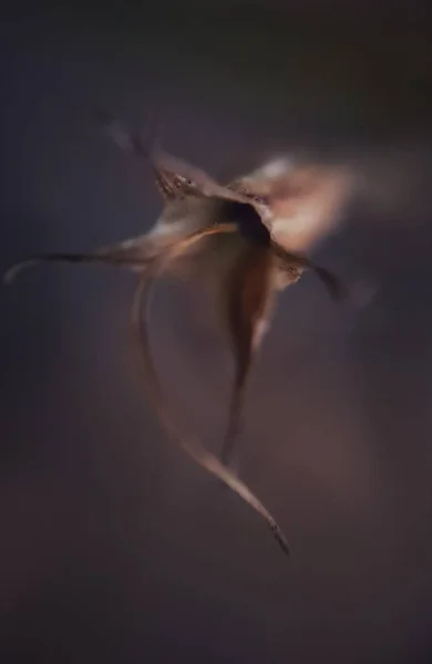 Ξηρό Λουλούδι Αφαίρεση Θολό Φόντο Ελάχιστη Συγκέντρωση Υψηλής Ποιότητας Φωτογραφία — Φωτογραφία Αρχείου