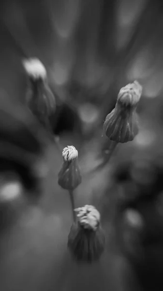 Black and white photo. Wilted flower buds. High quality photo