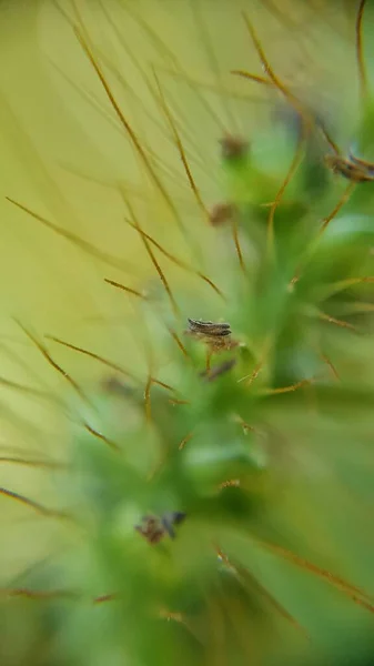 Αφαίρεση. Πράσινο λουλούδι στήμονες close-up. — Φωτογραφία Αρχείου