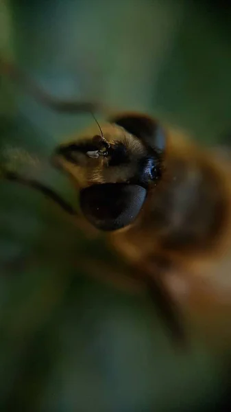 La abeja está sentada sobre una hoja. Primer plano de la abeja. —  Fotos de Stock