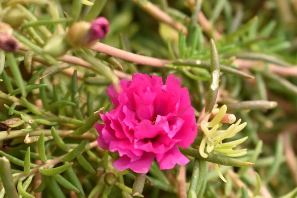 Fiore Rosa Nel Giardino Dell Università Pusa — Foto Stock