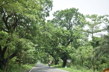 Yol kenarındaki ağaçlar