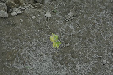 Falgu nehrinin kıyısında filizlenen bir tohum.