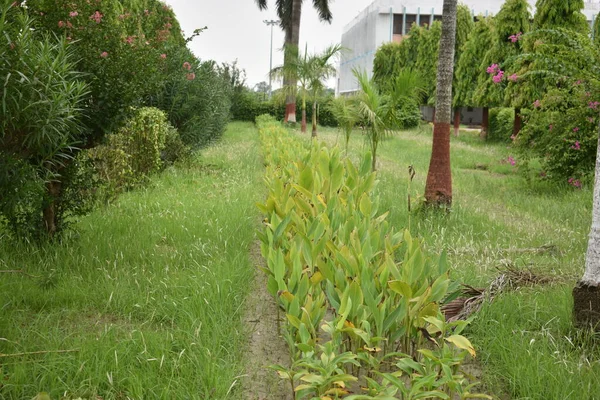 Plantas Que Crecen Una Fila Jardín —  Fotos de Stock