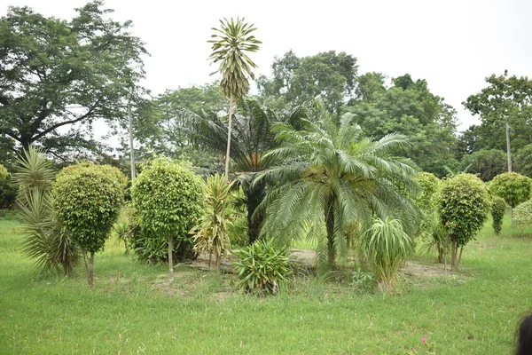 Plantas Que Crescem Uma Linha Jardim — Fotografia de Stock