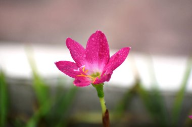 Doğal yeşil ormanda çiçek..